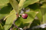 Florida anisetree